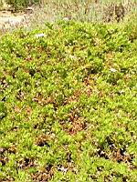 Dimorphoteque - Dimorphoteca (en Corse) (05) (Photo F. Mrugala)